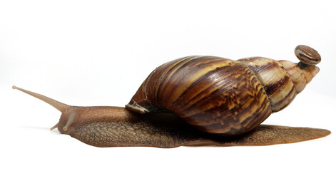 snail on white background