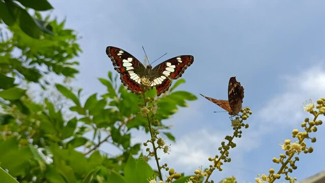 butterfly on a flower