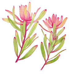 Sprigs of leucadendron on a transparent background. Isolated watercolor illustration.