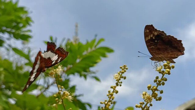 butterfly on a meadow