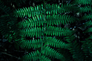 Fototapeta na wymiar Selective focus on fern in dark background. Close up