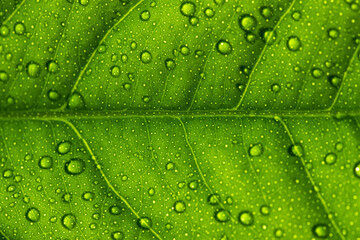Fototapeta na wymiar Nature's green leaves catching dews