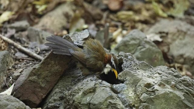 White-browed scimitar babbler Bird watching in forest 