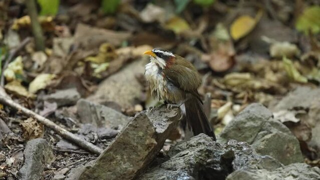 White-browed scimitar babbler Bird watching in forest 