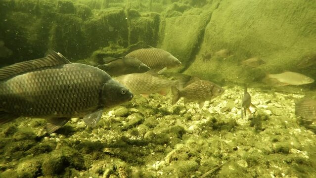 Shoal of fish.  Underwater footage with scene from garden pond on fishing and farming theme.