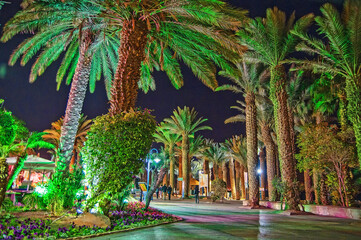 palm trees at night. Beautiful palm trees street at seaside resort in the evening.