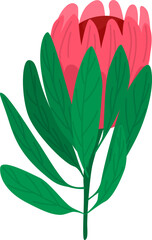 Protea flower with green leaves