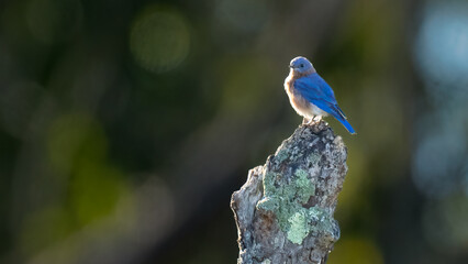 Cute little Bluebird in Alexandria, VA