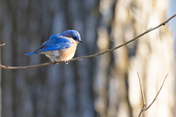 Cute little Bluebird in Alexandria, VA