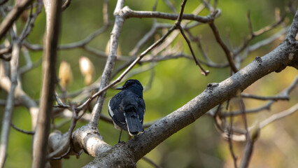 Solitary Bird Perched on Tree Branch