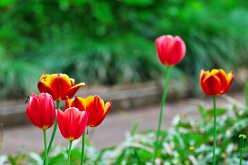 チューリップ畑の春