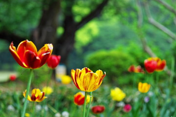 チューリップの咲く季節