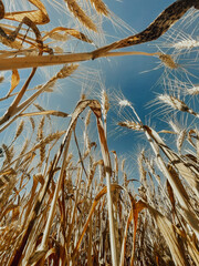 yellow ear against the blue sky, field, wheat, selective focus, film and grain photo
