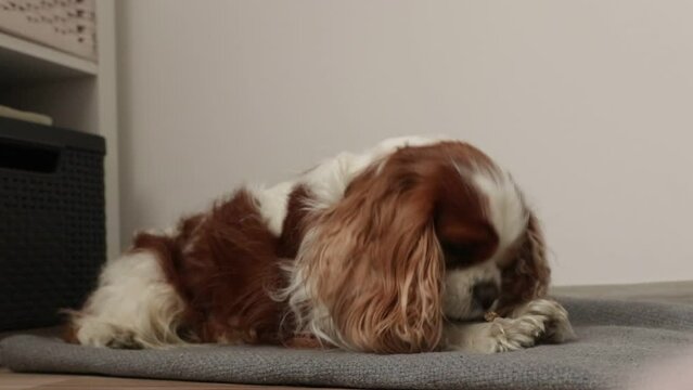 Cute fluffy purebred Charles king spaniel dog chewing, eating pet dental stick, lying on blanket. Teeth care, treatment