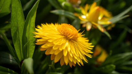 Fresh Brightness of a Yellow Flower Head