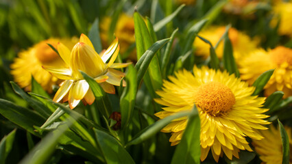 Blooming flowers shine with the colors of life under the sunlight	