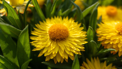 Blooming flowers shine with the colors of life under the sunlight