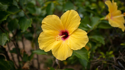 Fragile Freshness of a Yellow Flowerhead