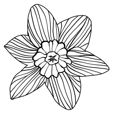 Single narcissus daffodil flower silhouette outline doodle drawing isolated on transparent background. Black woodcut, linocut, woodblock print or retro engraving spring floral tattoo design clipart.