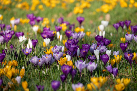 Purple, yellow and white crocuses growing in the grass. Photographed in spring at a garden in Wisley, Surrey UK.