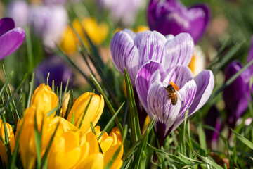 Fototapeta premium Bee collects pollen on colourful crocus. Photographed in spring at a garden in Wisley, Surrey UK.