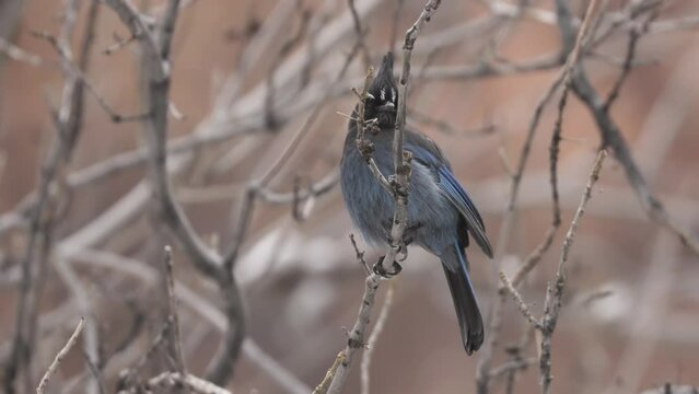 A Steller's jay perches in the winter bare branches of a cottonwood tree in Zion Nat. park, Utah, USA, for several seconds, watching everything around it before taking flight.