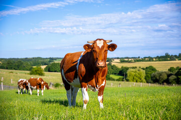 Troupeau de vache laitière de race Rouge des Prés en campagne, France.