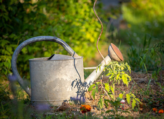 Vieil arrosoir dans un jardin potager au printemps. © Thierry RYO