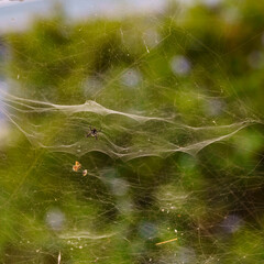 Spider on web