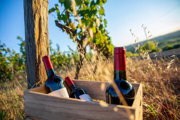 Caisse en bois et bouteille de vin rouge dans les vignes après les vendanges.