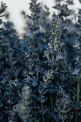 lavender flowers close up, lavender field