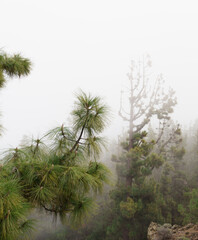 Foggy Pines