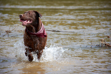 labrador dog in water