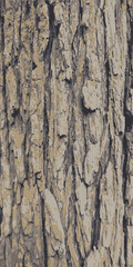 Rough tree bark. Bark of tree. Vector illustration of tree bark