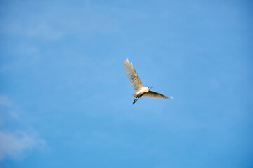 bird in flight