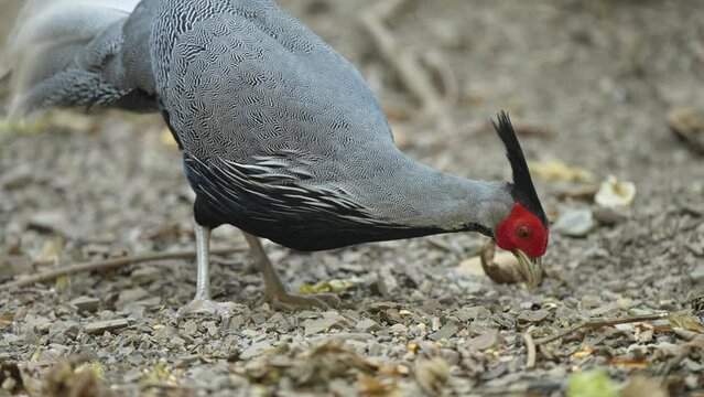 Kalij pheasant male living on the ground in nature