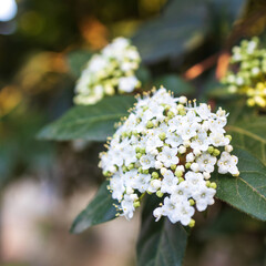 Viburnum tinus, the laurustinus, laurustine or laurestine, is a species of flowering plant in the family Adoxaceae, native to the Mediterranean area of Europe and North Africa. Square frame