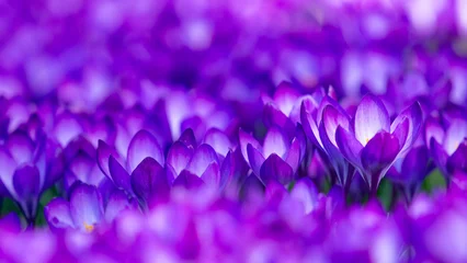Selbstklebende Fototapeten Krokusse im Frühling © Dominik Neudecker
