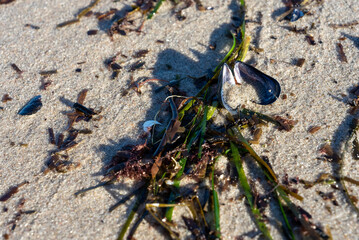Muschel und Seegras am Strand Nahaufnahme