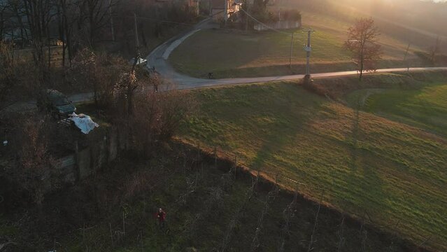 woman farmer pruning and caring vines ine by one by hand in the vineyard at sunset in the valley