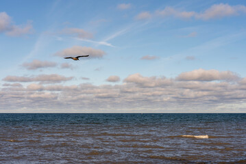 Möwe im Flug über dem Meer bei Sonnenschein