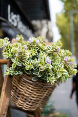 Fototapeta na wymiar Basket of flowers