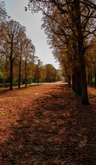 autumn in the park of Schönbrunn Palace