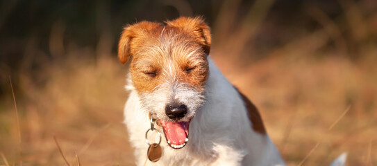 Face a of a happy laughing, yawning jack russell terrier pet dog puppy. Web banner, background with copy space.