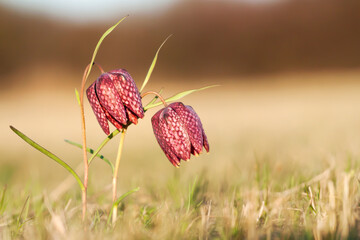 Purple red blooming fritillaria flowers, spring forward, springtime floral background
