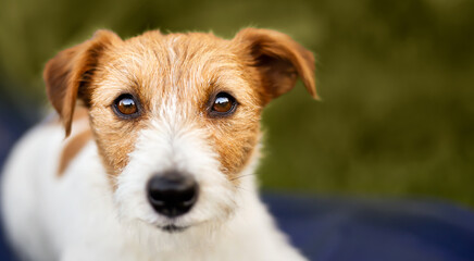 Beautiful jack russell terrier puppy listening, looking. Dog face, head banner or background.