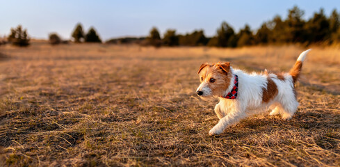 Healthy dog walking in the sunset meadow. Puppy training, travel or hiking banner. Pet in the nature.