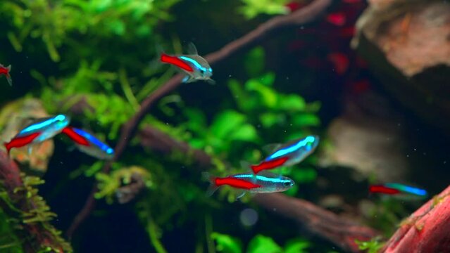Closeup of school of neon tetra fish in tropical aquascape. Planted aquarium with big branched roots and Frodo stones. 4k footage