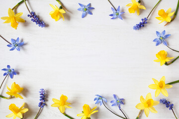 Spring yellow daffodils, muscari and blue scilla flowers on a white wooden background, space for congratulation text. - obrazy, fototapety, plakaty