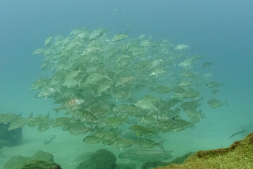 School of fish